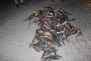 OSHAKATI, 17 June 2025 - Members from Ministry of Fisheries assisted by regional operations members to round up culprits  who fishing in sewerage pond behind NDF in Oshakati. (Photo: Contributed) 