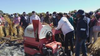 OGONGO, 19 June 2025 - The University of Namibia Ogongo Campus held it's annual rice harvesting on Thursday. (Photo: Maria David)NAMPA