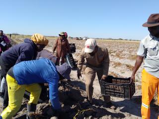OMUTHIYA, 05 July 2025 - Local farmers and community members in Omuthiya harvesting potatoes on Saturday. (Photo by: Maria David) NAMPA