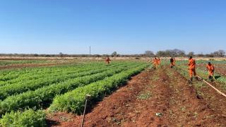 OMUTHIYA, 25 July 2025 - Gardening: Inamtes at the Evaristus Shikongo Correctional Facility working in their vegetable garden.