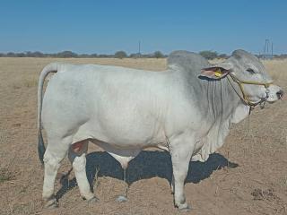 GOBABIS, 16 August 2025 - Agriculture deputy minister happy with the quality animals at Aminuis Agricultural Show 2025 (Photo: Contributed) NAMPA 