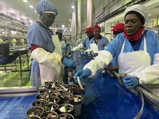 WALVIS BAY,28 August 2025 - Empolyees in the Etosha Fishing factory canning pilchard fish after the company landed its first consignment of pilchards since 2017, following Cabinet’s approval of a 10 000-tonne quota earlier this month. (Photo contributed) NAMPA