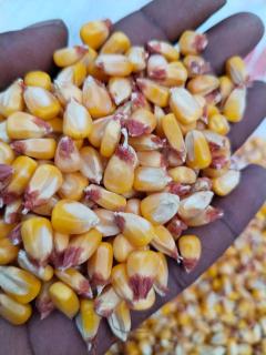 29 August 2025 - The Ondonga Traditional Authority in the Oshikoto Region has harvested 11 tonnes of maize from a 32-hectare field, marking a significant step toward improving local food security. (Photo by: Max Henrich) NAMPA