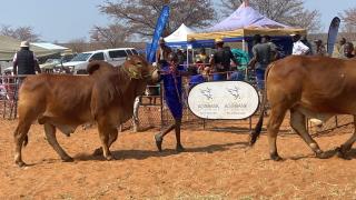 GOBABIS, 11 September 2025 - Various cattle breeds will converge at Okatumba Agricultural show (Photo: Contributed) NAMPA 
