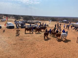 GOBABIS, 11 September 2025 - Various cattle breeds will converge at Okatumba Agricultural show (Photo: Contributed) NAMPA 