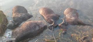 KABULABULA, 23 September 2025 Ninety buffaloes died on Tuesday morning at around past five o’clock after trampling each other at Kavimba village in the Kabulabula area of the Kabbe South Constituency in the Zambezi Region.
(Photo: Contributed)