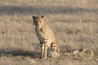 OTJIWARONGO, 11 June 2025 - A young cheetah at a local farm on its physical training exercise in the Otjozondjupa Region. (Photo by: Mulisa Simiyasa) NAMPA  