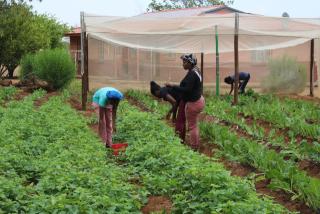 Community project: One of the community gardens supported by Tsumeb SOS.

(PHOTO: Contributed)