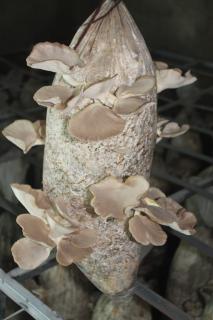 ONIIPA, 14 October 2025- Some of the mushrooms grown and harvested by Ndaka Mushrooms and Processing Cc in Oniipa town.

(Photo: contributed) NAMPA 