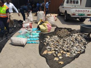 KATIMA MULILO, 06 November 2025 – Authorities in the Zambezi region led by the Namibian Police Force (NamPol) seized a total of 1, 238 kilograms of illegally caught fish species valued at N. dollar 92 850 in the past weeks as from 16 October to 05 November 2025.

(Photo: Michael Mutonga Liswaniso) NAMPA
