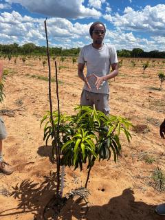NKURENKURU, 17 November 2025 - John Nashongo, a former NBC video editor supervisor, explaining his mango tree project at the Kanyekama village in Kavango West. 
(Photo: Lylie Joel)
NAMPA