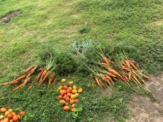 OKOVIMBURU  - Ovambanderu Traditional Authority garden (Photo: Contributed) NAMPA 