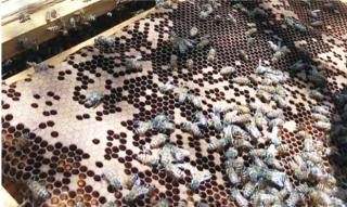 OPUWO, 20 JANUARY 2026- An illustration of beekeeping, as the Kunene Governor’s Office encourages youth participation in a regional honey production initiative. (Photo: Contributed) NAMPA 