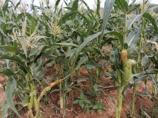 SESFONTEIN, 12 February 2026 - A portion of sweetcorn production at Farm Warmquelle Green Scheme at Sesfontein in the Kunene Region. (Photo by: Mulisa Simiyasa) NAMPA 