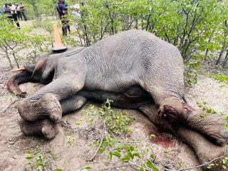 OSHAKATI, 05 March 2026 - A 46 year old woman reportedly died after she was trampled by an elephant on Thursday morning at the Omugulugwombashe village in the Omusati region. (Photo: contributed.) 