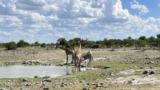 OMUTHIYA, 27 November 2025- Giraffes drinking at a water point in Etosha National park.

(Photo: Max Henrich) Nampa 