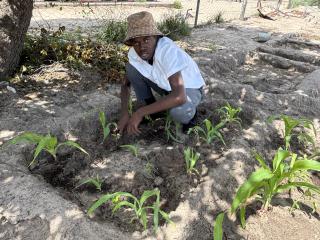 KATJINAKATJI, 13 March 2026 - A Grade 12 Learner at Katjinakatji Combined School busy learning how to transplant vegetables. (Photo by: Sawi Hausiku) NAMPA 