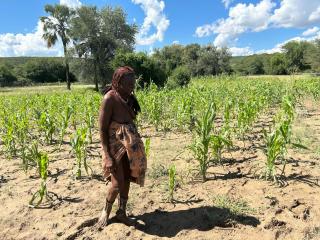 Otjimuhaka, 17 April 2026- Upanga Tjiposa standing in her flooded garden with destroyed crops at Otjimuhaka village (Swartbooi Drift) along the Kunene River. (Photo: Kaviveterue Virere)