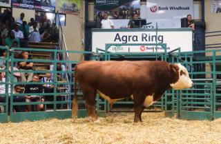 WINDHOEK, 05 May 2026 - A bull at the Namibia Genetics Stud Livestock Auction in Windhoek. (Photo: Contributed) 