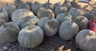 EENGODI, 12 May 2026- Pumpkins from Ester David’s field.

(Photo: contributed)