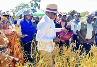 ONIIWE, 18 May 2026- Oshikoto governor Sacky Kathindi harvesting rice on Monday at Oniiwe village in Onayena constituency.

(Photo: contributed)
