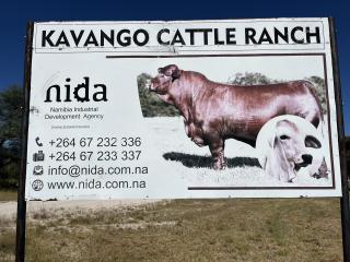 MANGETTI, 26 May 2026- The Kavango Cattle Ranch in Tondoro Constituency in Kavango West region.

(Photo: Lylie Joel)
NAMPA
