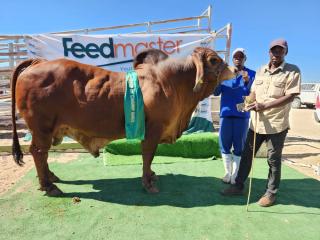 OTJOMBINDE, 19 July 2026 - Kausana Katjirua's brahman bull crowned champions of the champions at Otjombinde Show (Photo: Contributed) NAMPA 