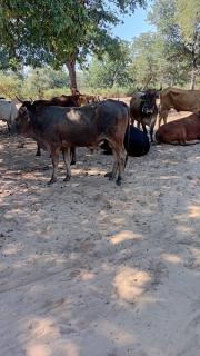 KONGOLA, 20 July 2026 - The Namibian Police Force (NamPol) in the Zambezi Region on Monday intercepted 17 suspected stolen cattle from Botswana in two separate incidents in the Kongola Constituency.

(Photo: Contributed)