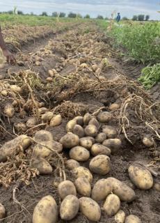 SIKONDO, 23 July 2026- The Sikondo Green Scheme in Kavango West is has started harvesting its winter potato crop.

(Photo: Contributed)
NAMPA