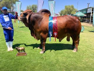 EPUKIRO, 20 August 2026 - This Okanene Brahman Stud bull named, Pule, has now retired from competition. (Photo: Contributed) NAMPA 