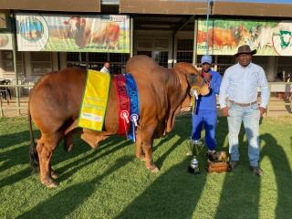 EPUKIRO, 20 August 2026 - This Okanene Brahman Stud bull named, Pule, has now retired from competition. (Photo: Contributed) NAMPA 
