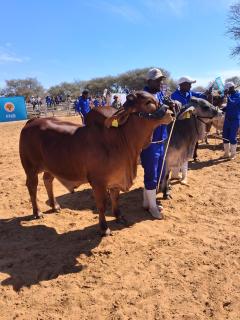 EPUKIRO, 22 August 2026 -  Bulls on display during the Epukiro Business and Agricultural Expo themed 'Nurturing Entrepreneurship from the Roots of Agriculture - With the Youth Spearheading the Future' held at Omaueuozonjanda settlement in the Omaheke Region. (Photo: Zebaldt Ngaruka) NAMPA 