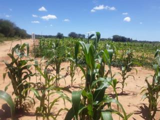 EPUKIRO - Government allocated N$40 million for procurement of grain. (Photo: Contributed) 