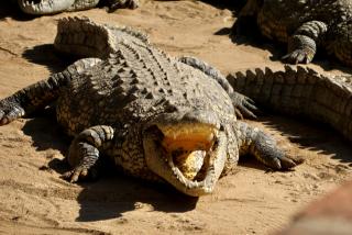 WINDHOEK, 13 October 2026- A crocodile. (Photo by Eba Kandovazu). NAMPA