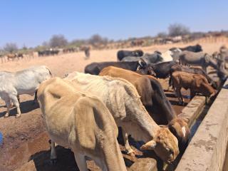 EPUKIRO - Livestock farmers urged to apply branding to their animals (Photo: Contributed) NAMPA 