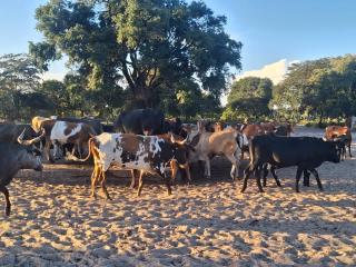 NCAMANGORO/RUNDU, 23 March 2026 – Government tightens restrictions on livestock movement and marketing as Foot-and-Mouth Disease (FMD) impacts livelihoods in the Southern and Zambezi regions. (Photo: Uakutura Kambaekua) NAMPA