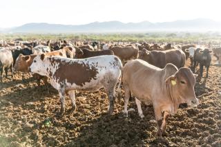 WINDHOEK, 23 October 2026 - The Meat Corporation of Namibia (Meatco) will slaughter cattle from its own feedlots on 27 and 28 October, with all beef going to the domestic market. The two-day operation is conducted in accordance with Standard Operating Procedure Circular v8 of 2026 issued by the Directorate of Veterinary Services. (Photo: Contributed) 