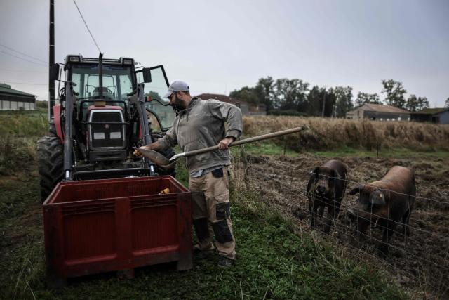 (FILES) Jerome Caze, a 37-year-old farmer who runs a vegetable farm, chicken and pig farm, feeds his pigs on his farm in Meilhan-sur-Garonne, south-western France on October 3 2024. Jerome Caze, 37, married with three children, runs a market garden and chicken and pig farm in the Lot-et-Garonne region of France. Since October 2024, he has been telling AFP about his daily life as a “small farmer” in a farming world beset by recurring crises. (Photo by Thibaud MORITZ / AFP)