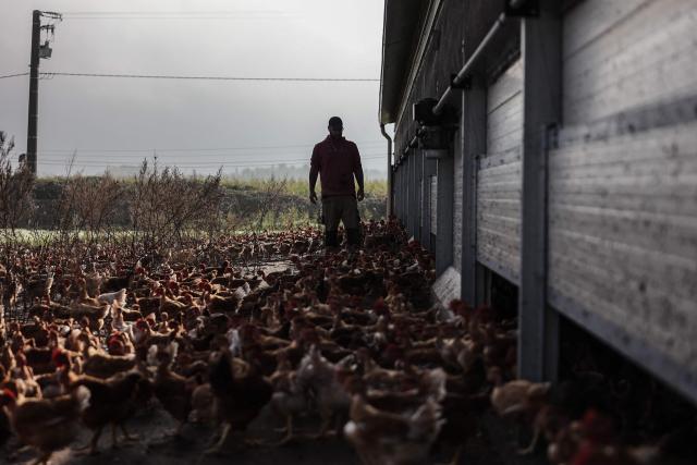 (FILES) Jerome Caze, a 37-year-old farmer who runs a vegetable farm, chicken and pig farm, stands near his chicken on his farm in Meilhan-sur-Garonne south-western, on October 24, 2024. Jerome Caze, 37, married with three children, runs a market garden and chicken and pig farm in the Lot-et-Garonne region of France. Since October 2024, he has been telling AFP about his daily life as a “small farmer” in a farming world beset by recurring crises. (Photo by Thibaud MORITZ / AFP)