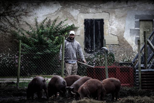 (FILES) Jerome Caze, a 37-year-old farmer who runs a vegetable farm, chicken and pig farm, feeds his pigs on his farm in Meilhan-sur-Garonne, south-western France on October 3 2024. Jerome Caze, 37, married with three children, runs a market garden and chicken and pig farm in the Lot-et-Garonne region of France. Since October 2024, he has been telling AFP about his daily life as a “small farmer” in a farming world beset by recurring crises. (Photo by Thibaud MORITZ / AFP)