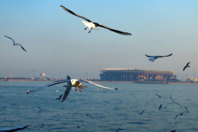 Birds fly opposite the 974 stadium in Doha on December 26, 2024. (Photo by KARIM JAAFAR / AFP)