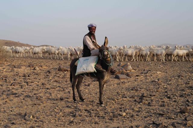 A shepherd rides a donkey next to a herd of goats grazing in the desert on the outskirts of Bisha on January 2, 2025, ahead of the start of the Dakar Rally 2025. The Dakar Rally 2025 runs from 3 to 17 January 2025. (Photo by Valery HACHE / AFP)