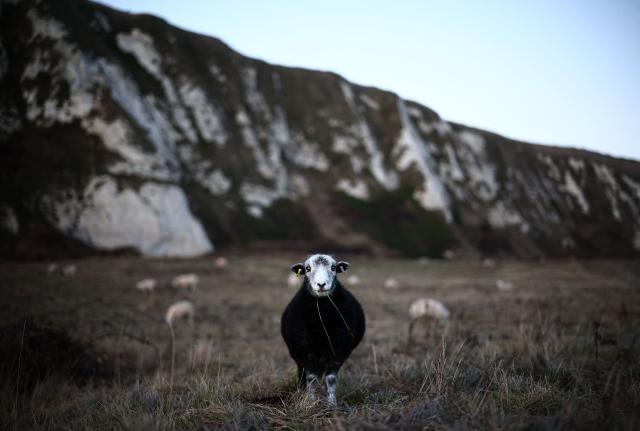 A sheep grazes on Samphire Hoe, west of Dover, on the south coast of England on January 2, 2025. (Photo by HENRY NICHOLLS / AFP)