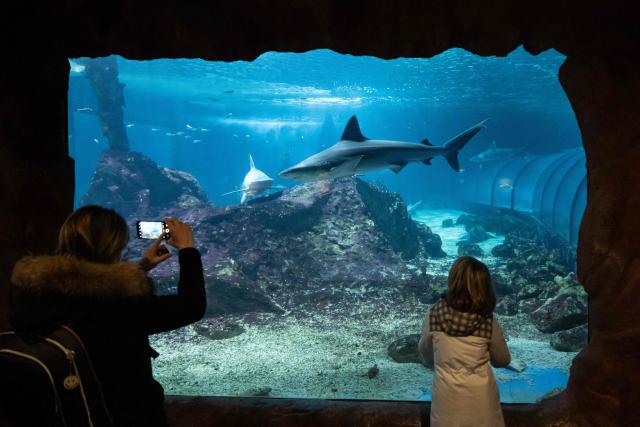 Visitors watch a sandbar shark from an underwater viewing window at the marine theme park Marineland in Antibes, south-eastern France, on January 2, 2025. Marineland park will close its doors to the public permanently on January 5, 2025. Created in 1970 and located in Antibes, Marineland is the largest marine zoo in Europe. The November 2021 law "banning cetacean shows means that Marineland will have to envisage this closure" in January 2025, said the park, adding 90 percent of its visitors come for its orca and dolphin performances. Marineland has until December 2026 to part with its two remaining killer whales, Keijo and Wikie. (Photo by MIGUEL MEDINA / AFP)