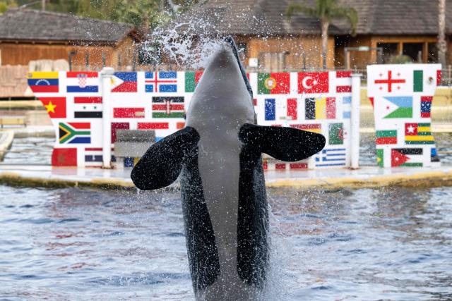 An Orca performs at the marine theme park Marineland in Antibes, south-eastern France, on January 2, 2025. Marineland park will close its doors to the public permanently on January 5, 2025. Created in 1970 and located in Antibes, Marineland is the largest marine zoo in Europe. The November 2021 law "banning cetacean shows means that Marineland will have to envisage this closure" in January 2025, said the park, adding 90 percent of its visitors come for its orca and dolphin performances. Marineland has until December 2026 to part with its two remaining killer whales, Keijo and Wikie. (Photo by MIGUEL MEDINA / AFP)