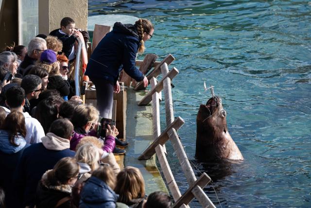 Visitors watch a steller sea lion at the marine theme park Marineland in Antibes, south-eastern France, on January 2, 2025. Marineland park will close its doors to the public permanently on January 5, 2025. Created in 1970 and located in Antibes, Marineland is the largest marine zoo in Europe. The November 2021 law "banning cetacean shows means that Marineland will have to envisage this closure" in January 2025, said the park, adding 90 percent of its visitors come for its orca and dolphin performances. Marineland has until December 2026 to part with its two remaining killer whales, Keijo and Wikie. (Photo by MIGUEL MEDINA / AFP)