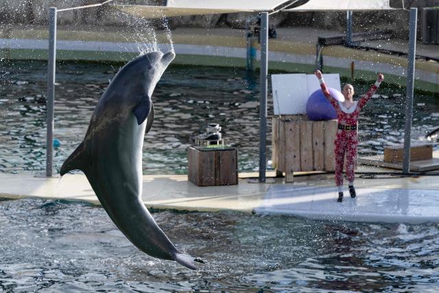 A bottlenose dolphin performs at the marine theme park Marineland in Antibes, south-eastern France, on January 2, 2025. Marineland park will close its doors to the public permanently on January 5, 2025. Created in 1970 and located in Antibes, Marineland is the largest marine zoo in Europe. The November 2021 law "banning cetacean shows means that Marineland will have to envisage this closure" in January 2025, said the park, adding 90 percent of its visitors come for its orca and dolphin performances. Marineland has until December 2026 to part with its two remaining killer whales, Keijo and Wikie. (Photo by MIGUEL MEDINA / AFP)