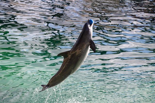 A bottlenose dolphin performs at the marine theme park Marineland in Antibes, south-eastern France, on January 2, 2025. Marineland park will close its doors to the public permanently on January 5, 2025. Created in 1970 and located in Antibes, Marineland is the largest marine zoo in Europe. The November 2021 law "banning cetacean shows means that Marineland will have to envisage this closure" in January 2025, said the park, adding 90 percent of its visitors come for its orca and dolphin performances. Marineland has until December 2026 to part with its two remaining killer whales, Keijo and Wikie. (Photo by MIGUEL MEDINA / AFP)