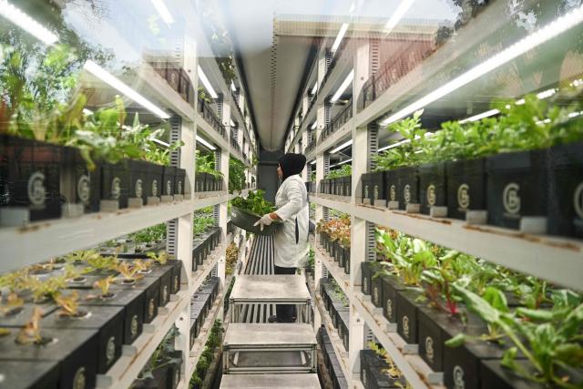 An employee works inside a shipping container-based hydroponic farm in the compounds of a hotel, which provides fresh vegetables for the establishment's kitchen, in Malaysia's resort island of Langkawi on January 19, 2025. (Photo by Mohd RASFAN / AFP)