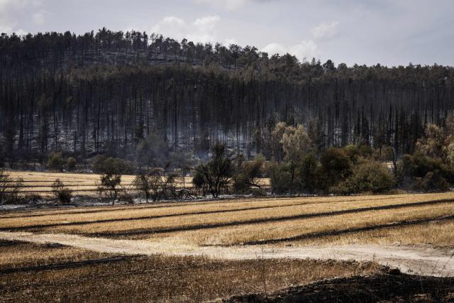 This picture shows a burnt area in Mesilat Zion in central Israel, on May 1, 2025. Israeli firefighting teams battled wildfires near Jerusalem for a second day on May 1, with police reporting the reopening of several major roads that had been closed. (Photo by JOHN WESSELS / AFP)